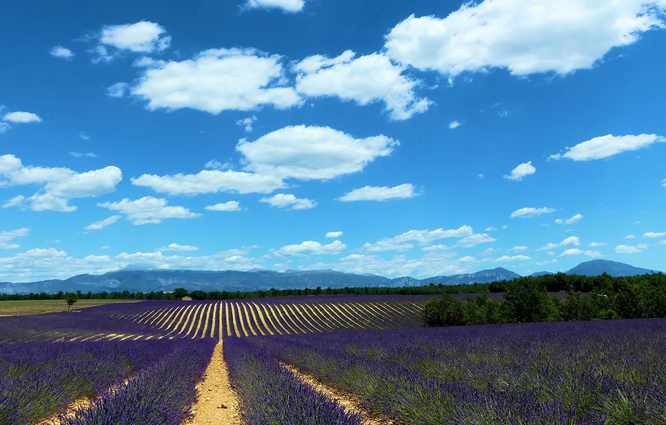 Photo wallpaper field, clouds, lavender