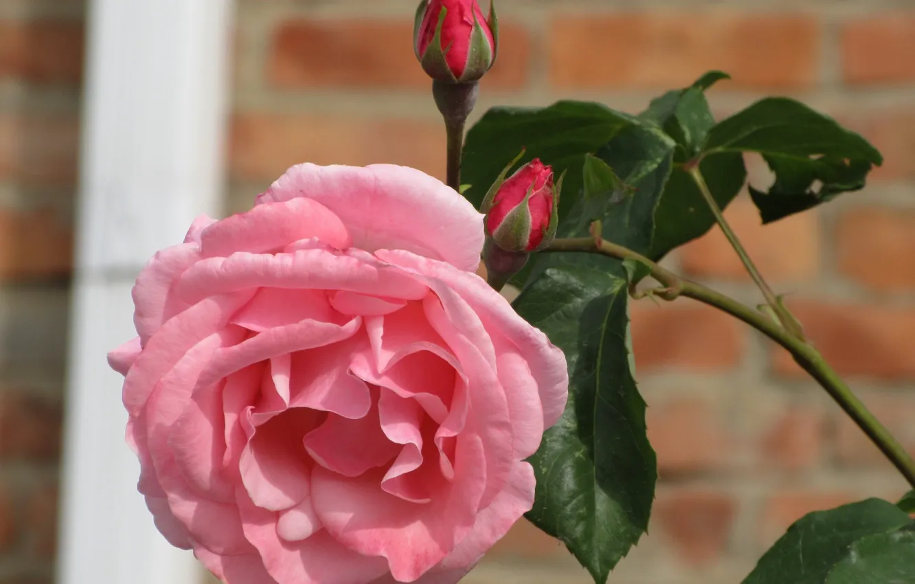Photo wallpaper flower, rose, Bud, 2018, Meduzanol ©