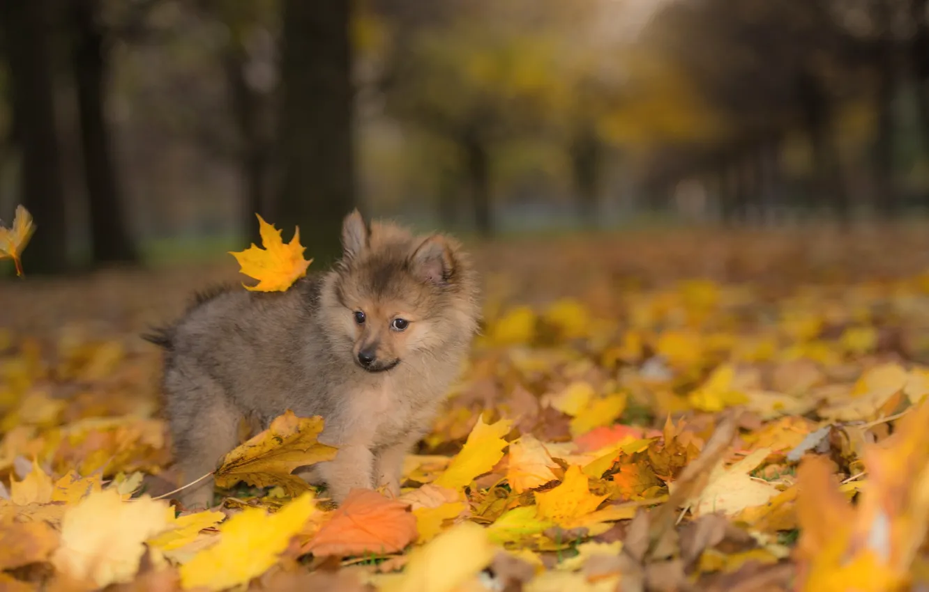 Photo wallpaper autumn, dog, puppy