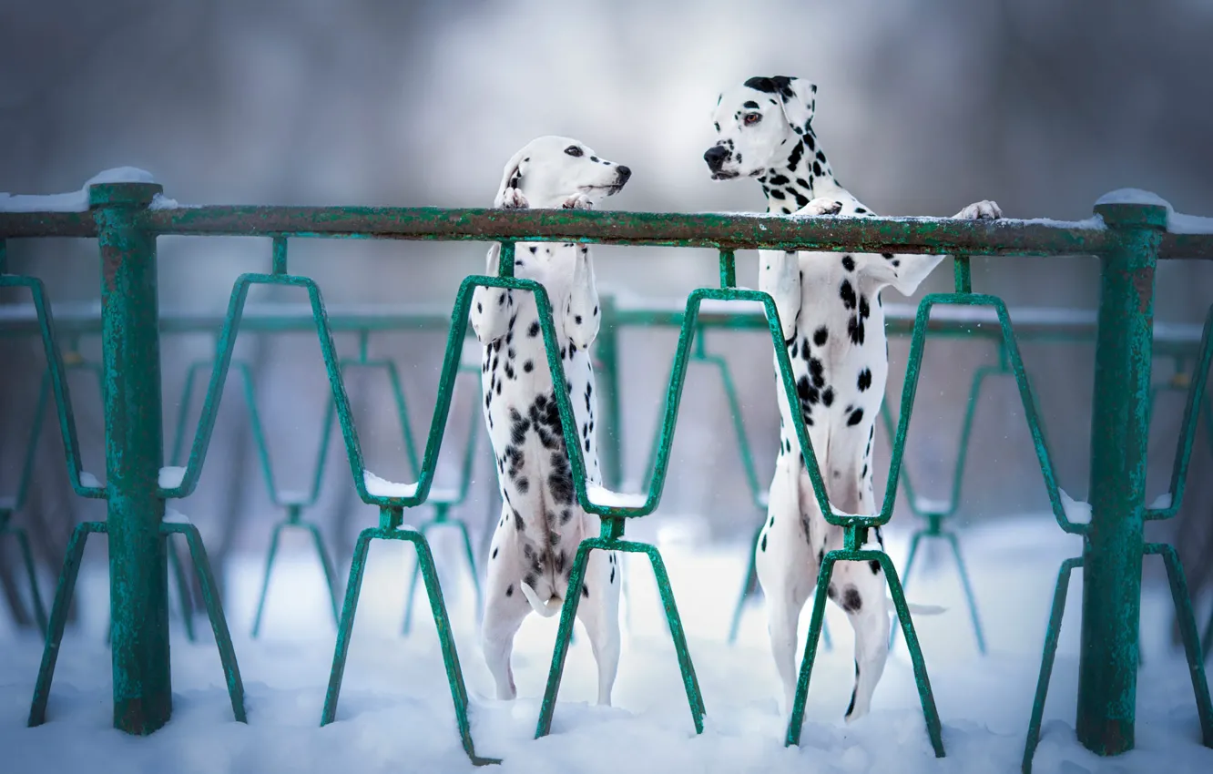Photo wallpaper winter, dogs, look, snow, fog, Park, the fence, dog