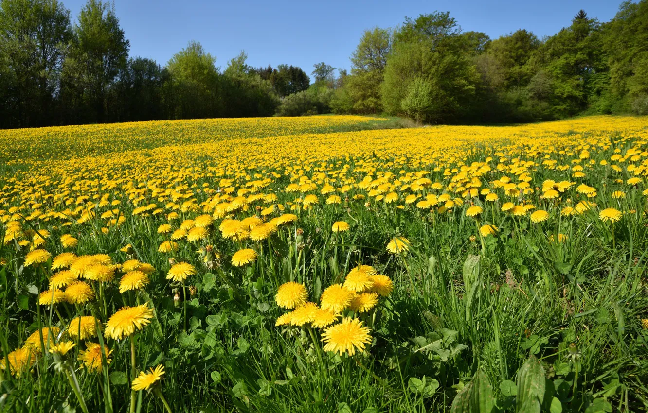 Photo wallpaper field, trees, flowers, nature, dandelion, spring, flowering