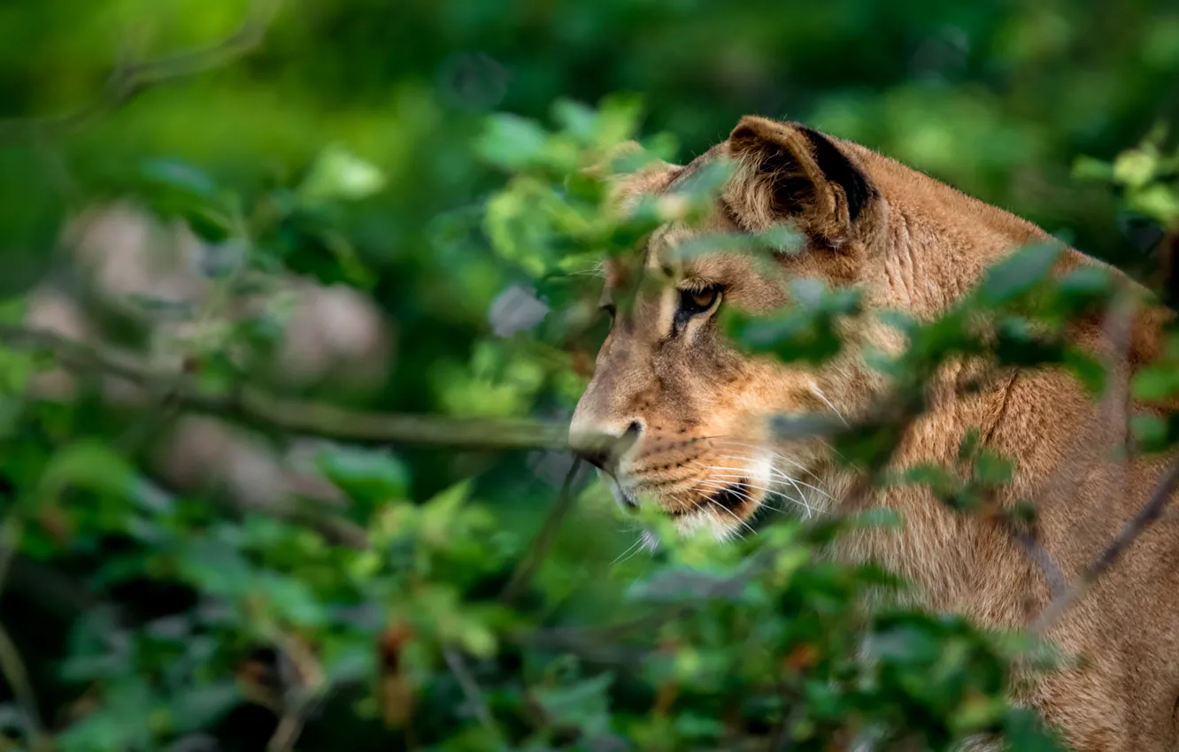 Photo wallpaper look, face, pose, foliage, lioness, the bushes, bokeh