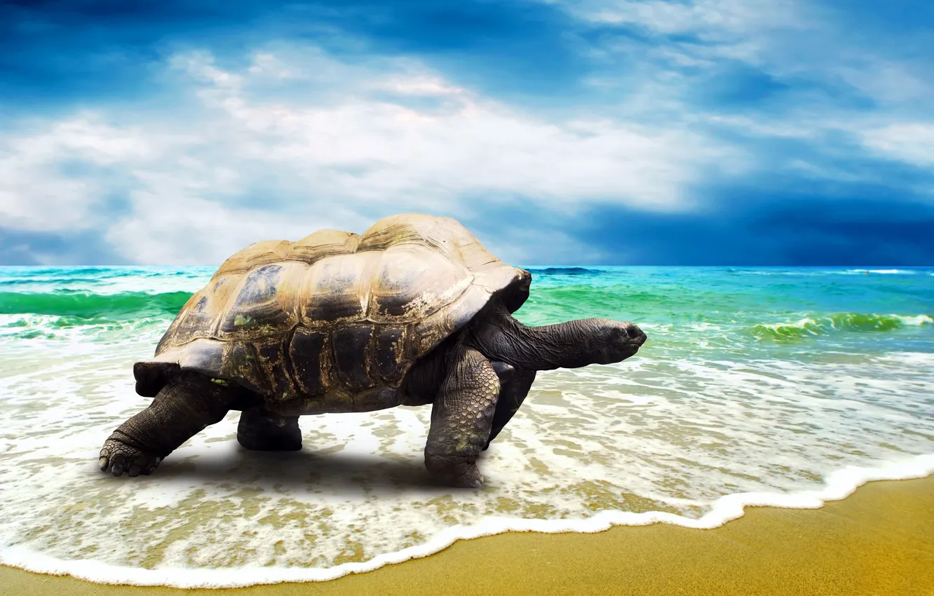 Photo wallpaper sand, sea, beach, shore, turtle