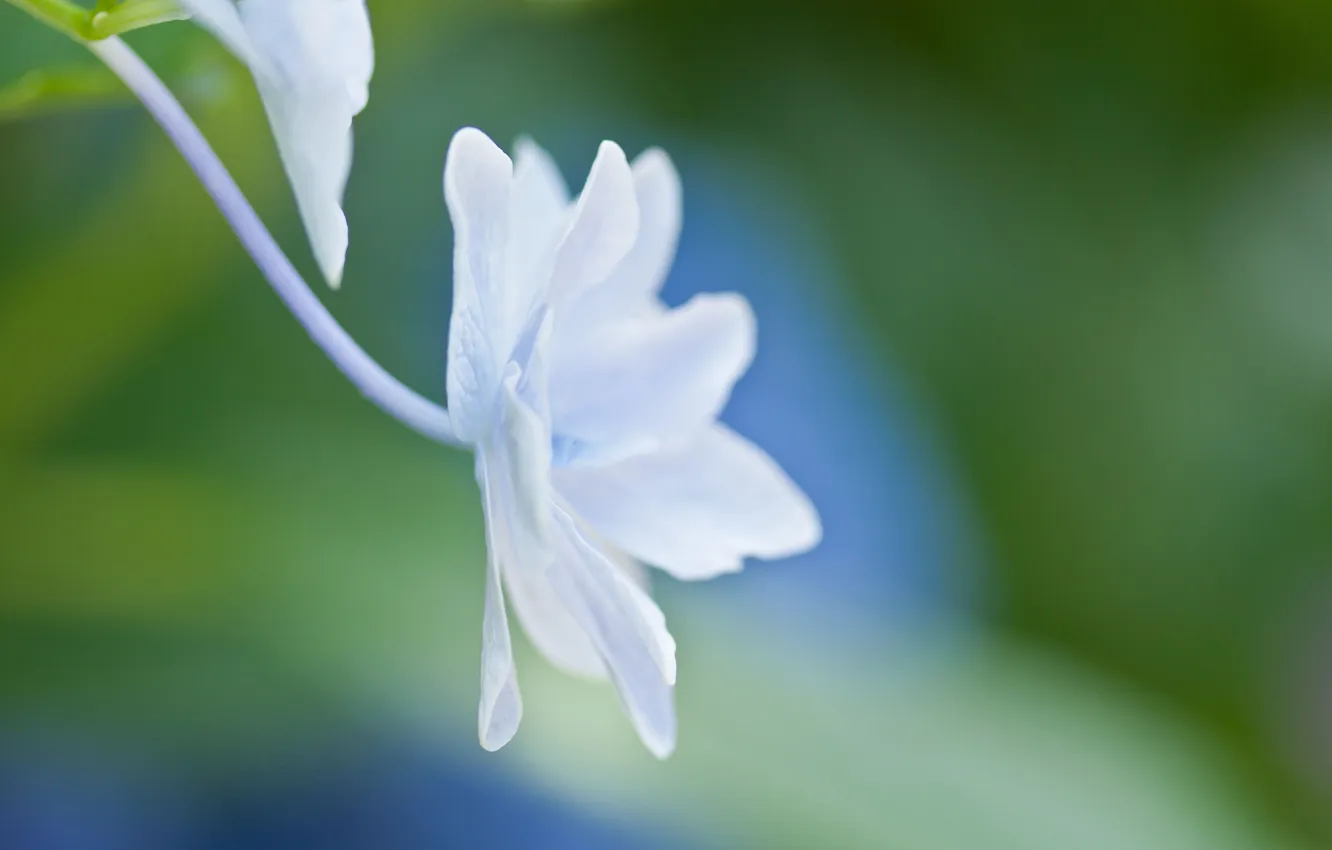Photo wallpaper white, flower, macro, light, blue, tenderness, plant, petals