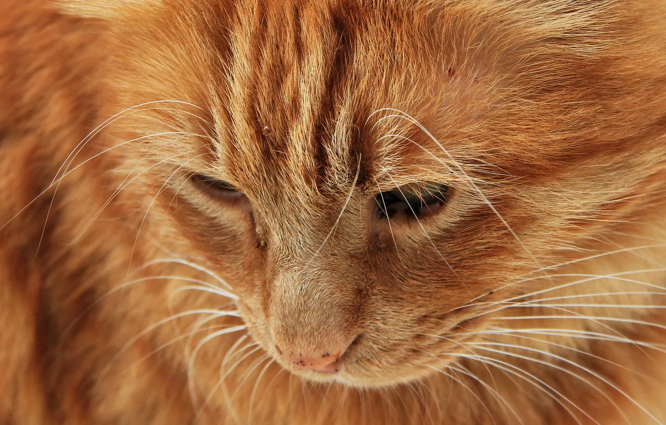 Photo wallpaper cat, cat, face, red