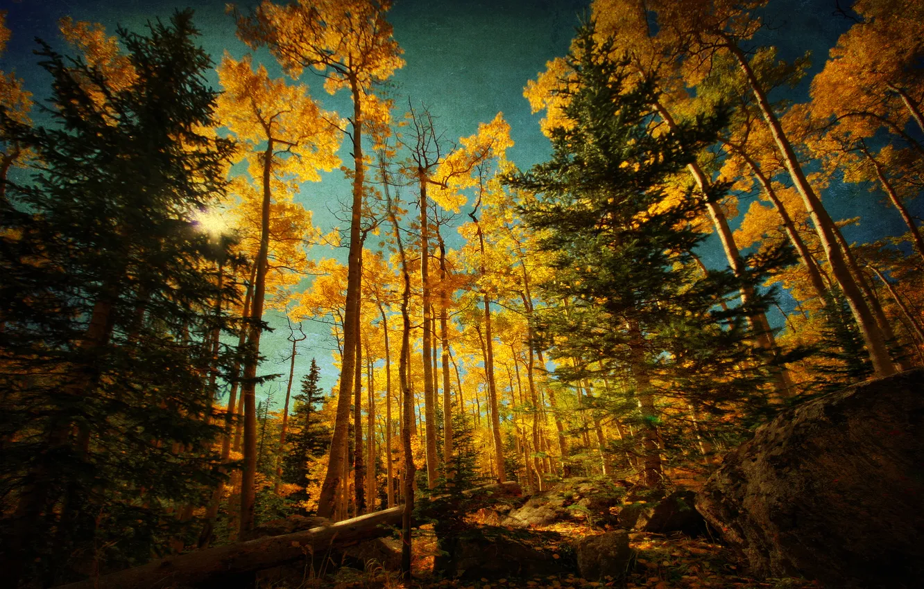Photo wallpaper autumn, forest, the sky, trees, stones