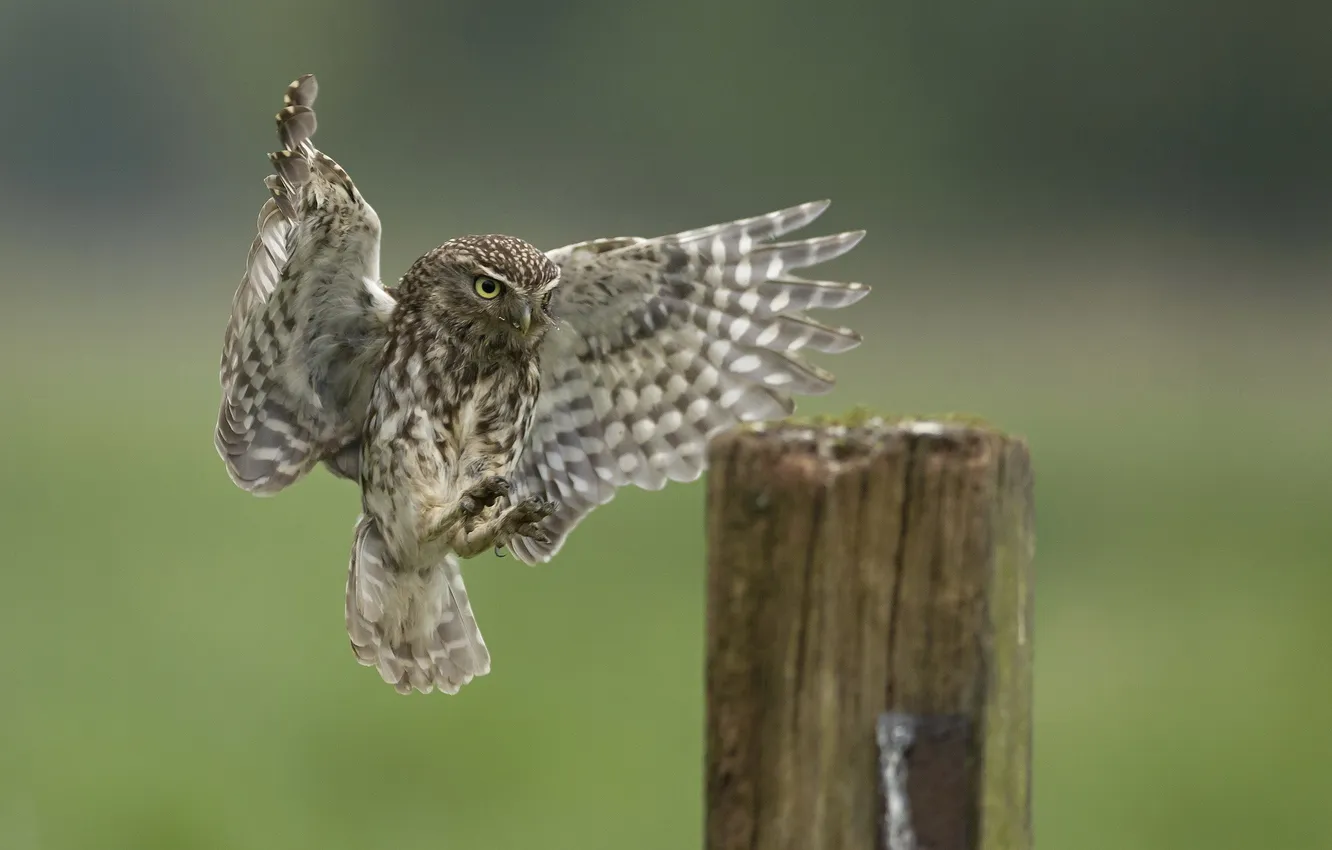Photo wallpaper owl, bird, stump, wings, landing