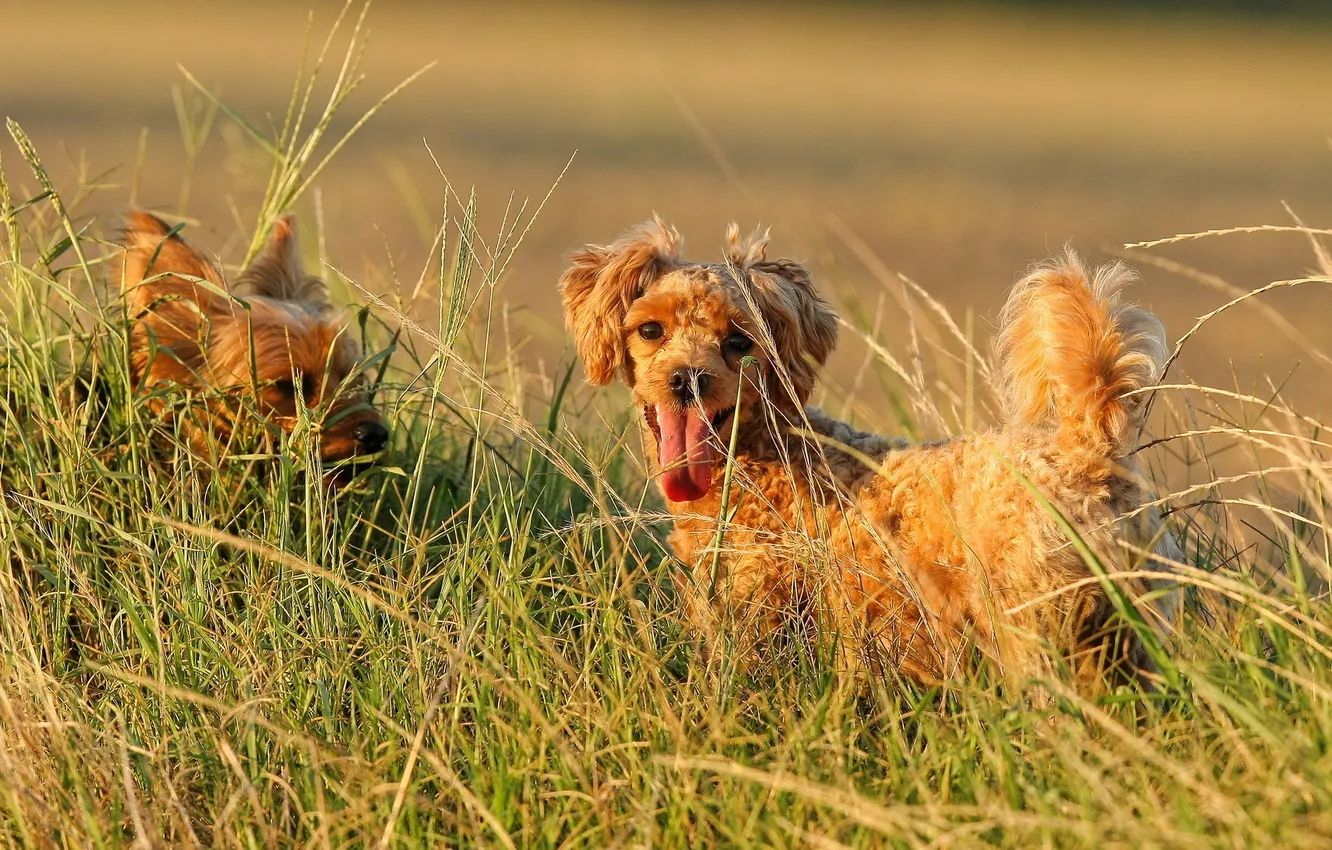 Photo wallpaper field, summer, dog