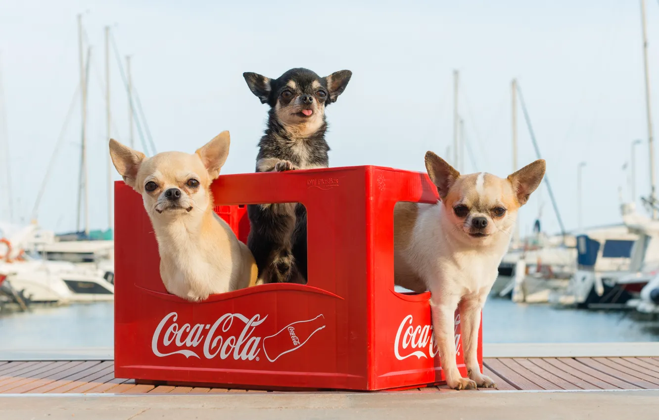 Photo wallpaper dog, yacht, pier, box, trio, Chihuahua, harbour, bokeh