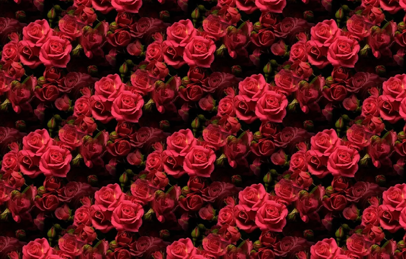 Photo wallpaper flowers, background, rose