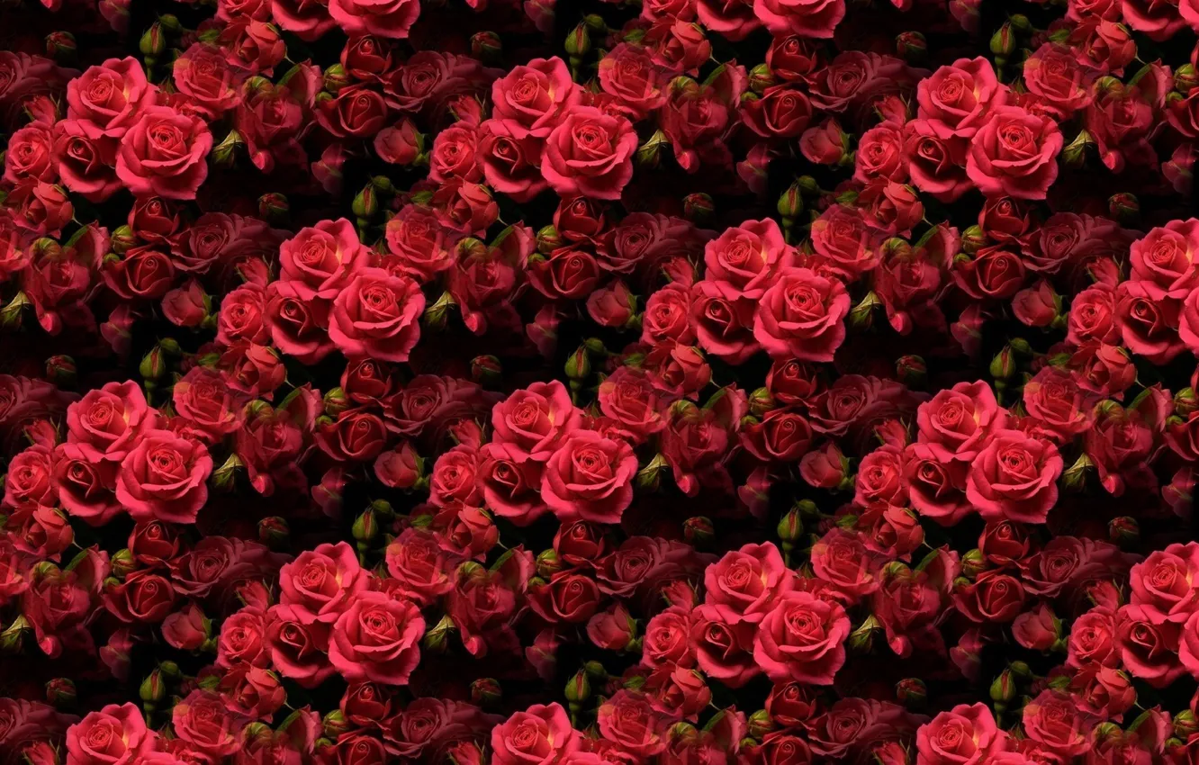 Photo wallpaper flowers, background, roses