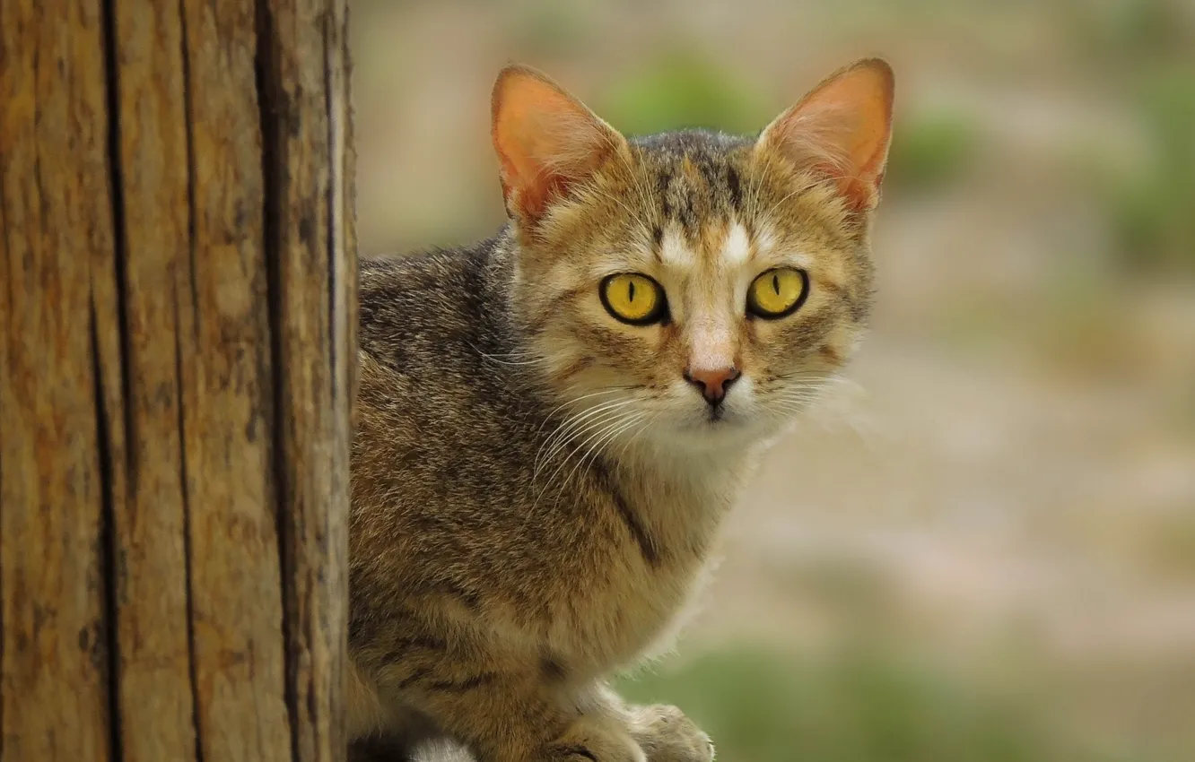 Photo wallpaper wood, eyes, cat, fur, ears