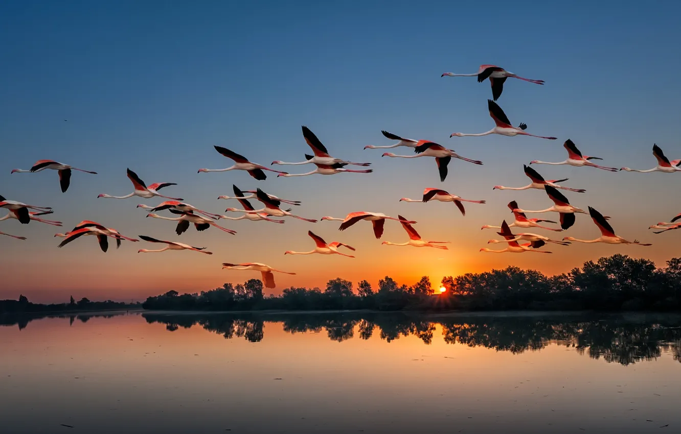 Photo wallpaper sunset, birds, nature, lake, pack, Flamingo, flights