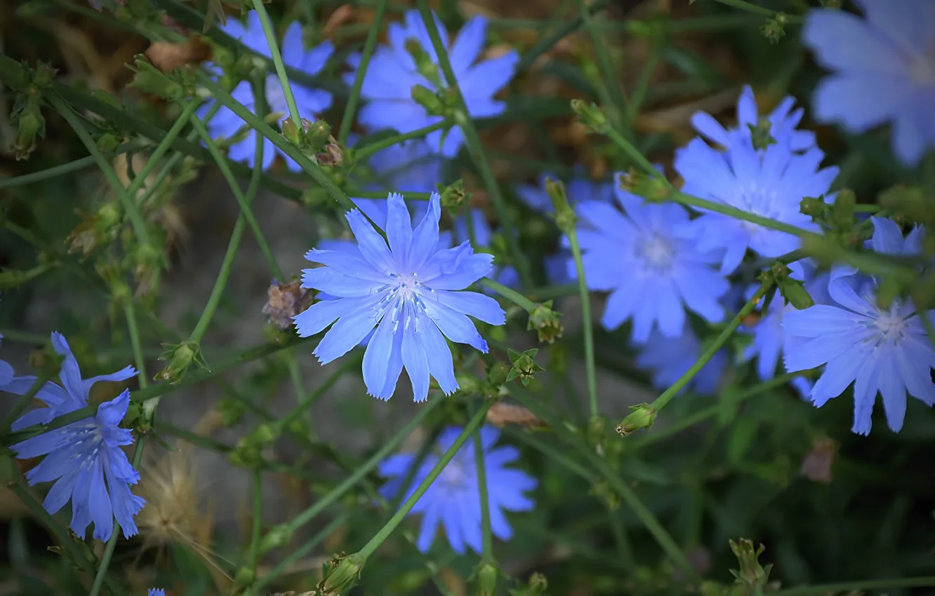 Photo wallpaper flowers, flowers, flowers