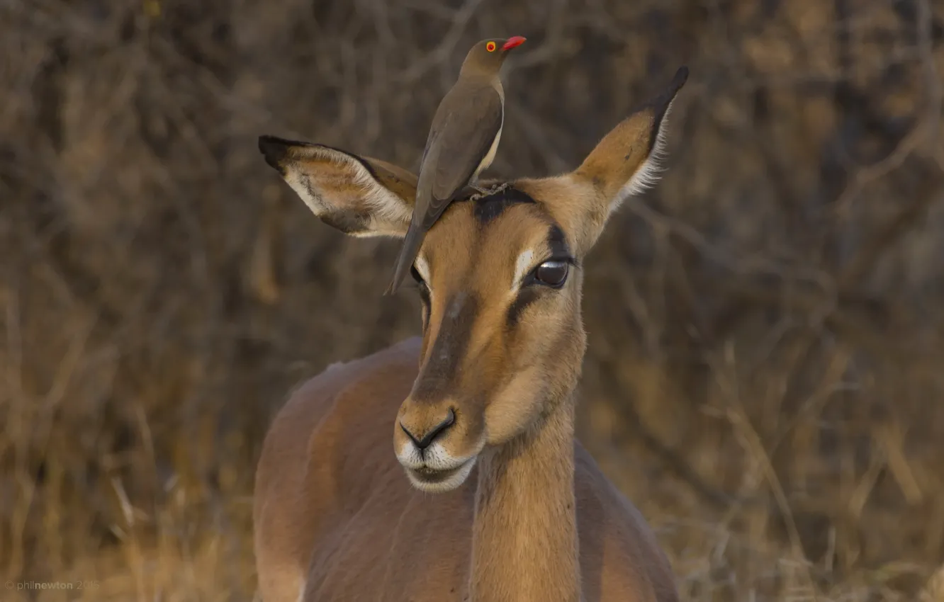 Photo wallpaper South Africa, Impala, Kruger National Park, Red-billed Oxpecker