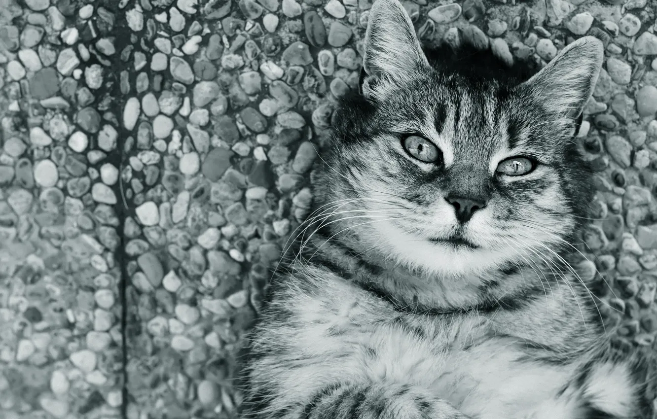 Photo wallpaper road, cat, cat, look, face, pebbles, stones, grey