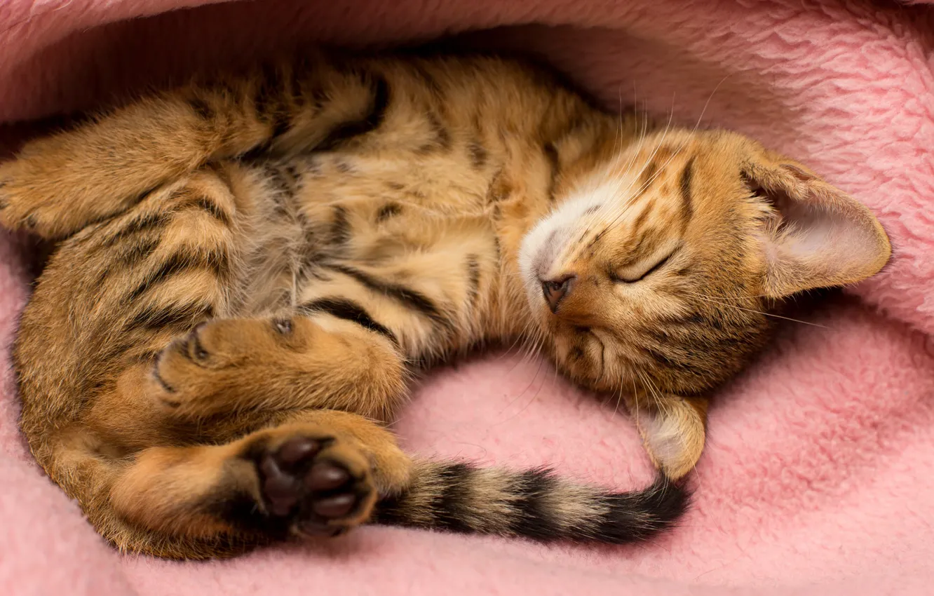 Photo wallpaper cat, pose, comfort, kitty, background, pink, sleep, baby