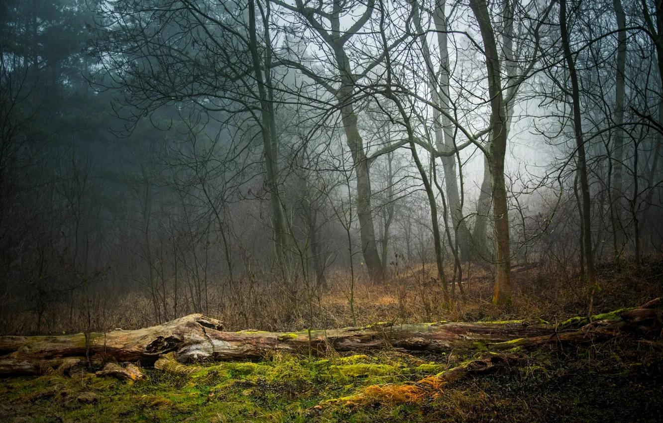 Photo wallpaper forest, grass, fog, moss