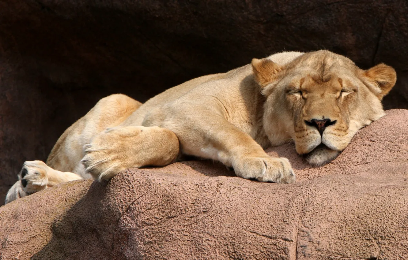 Photo wallpaper lion, animal, big cat, lazy