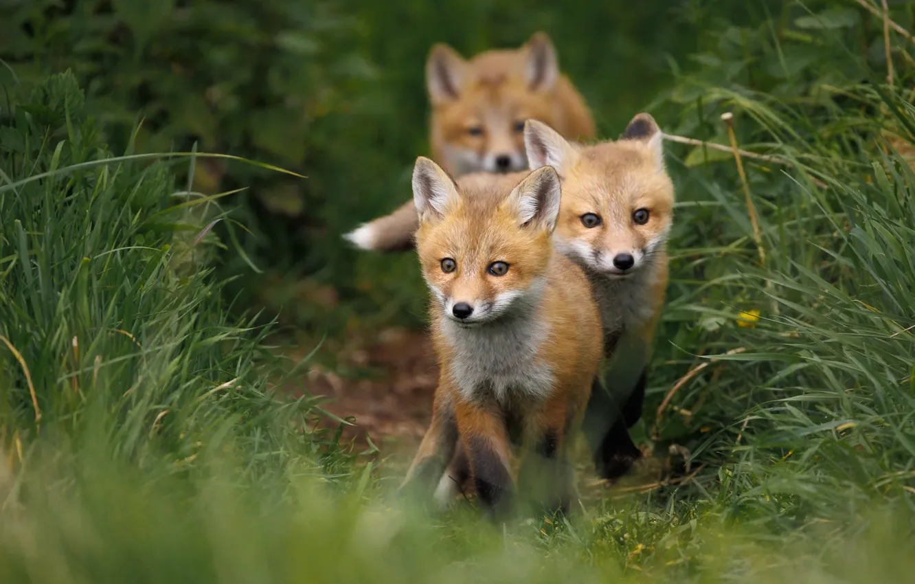 Photo wallpaper grass, baby, Fox, Fox, face, a couple, mom, Fox