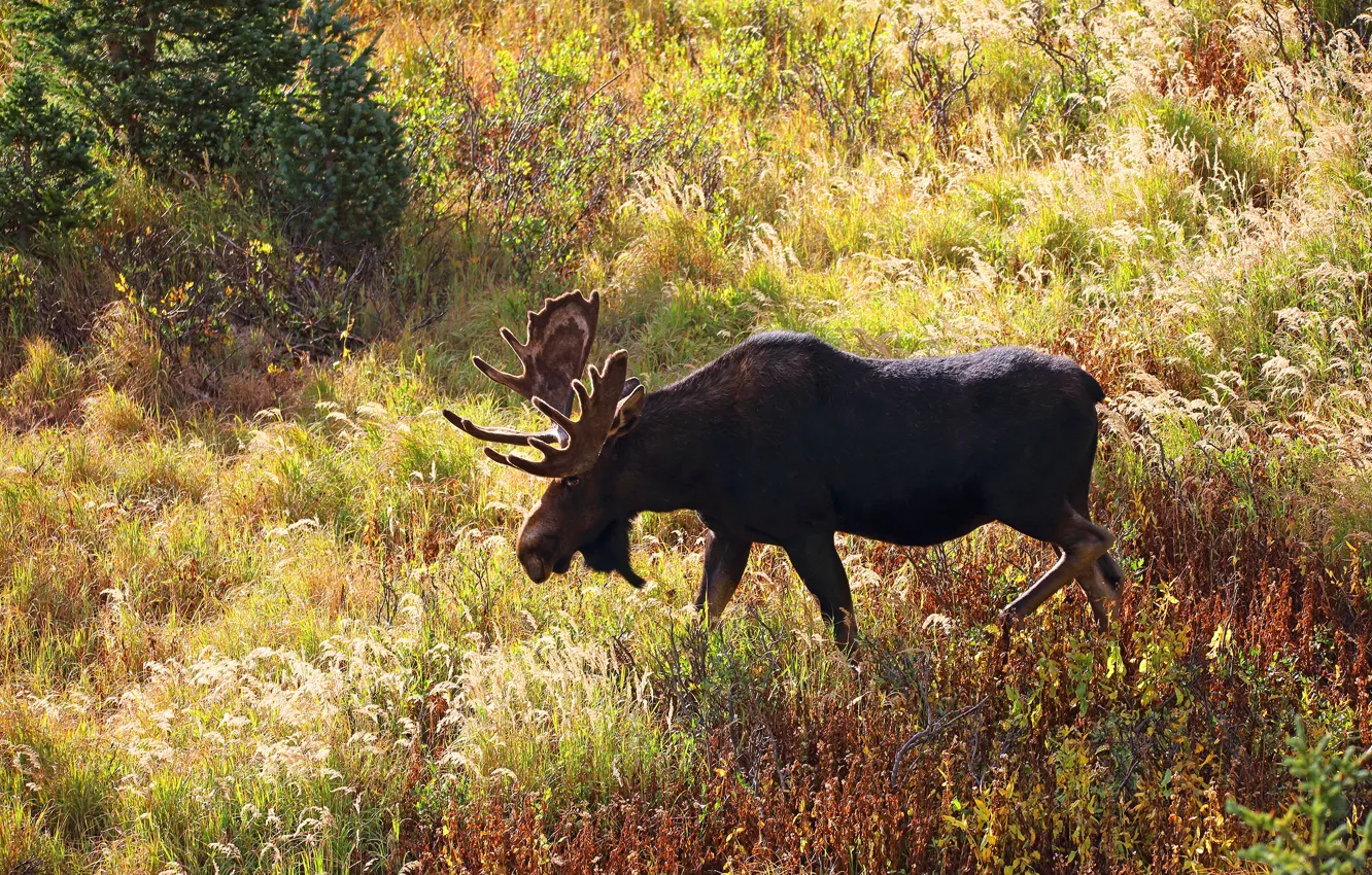 Photo wallpaper autumn, grass, nature, glade, vegetation, walk, moose