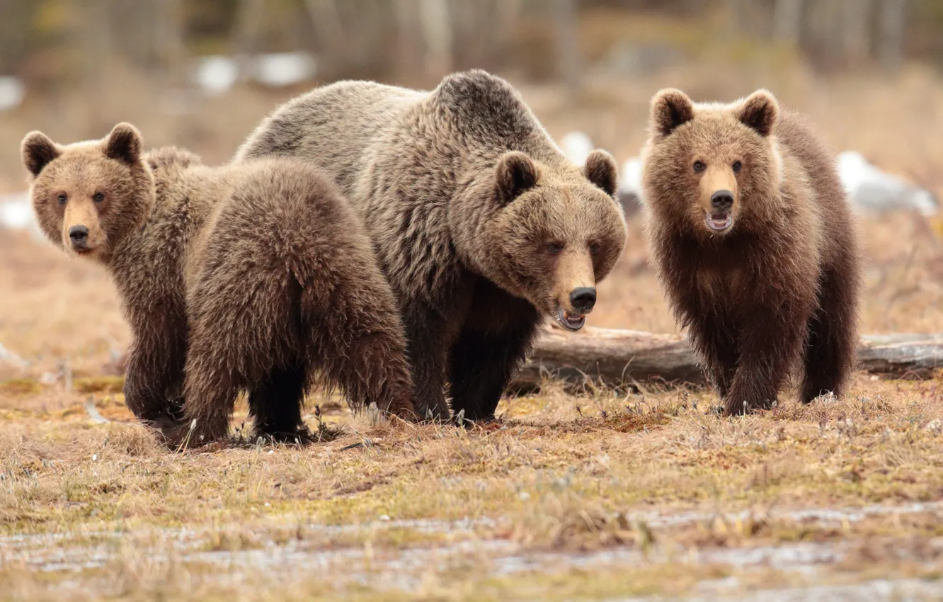 Photo wallpaper autumn, look, face, nature, pose, glade, bear, bear