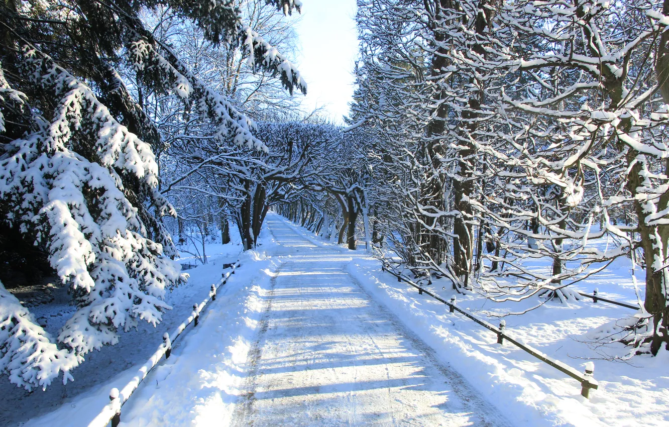 Photo wallpaper park, winter, snow, alley