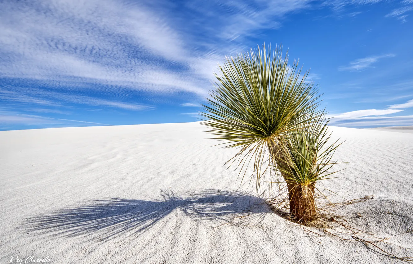 Photo wallpaper sand, landscape, desert, plant, Yucca