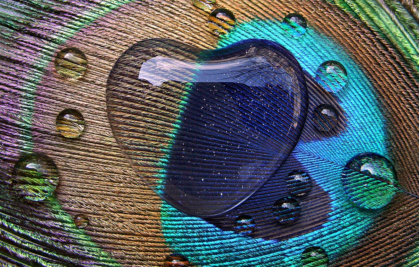 Photo wallpaper drops, pen, pattern, heart, peacock