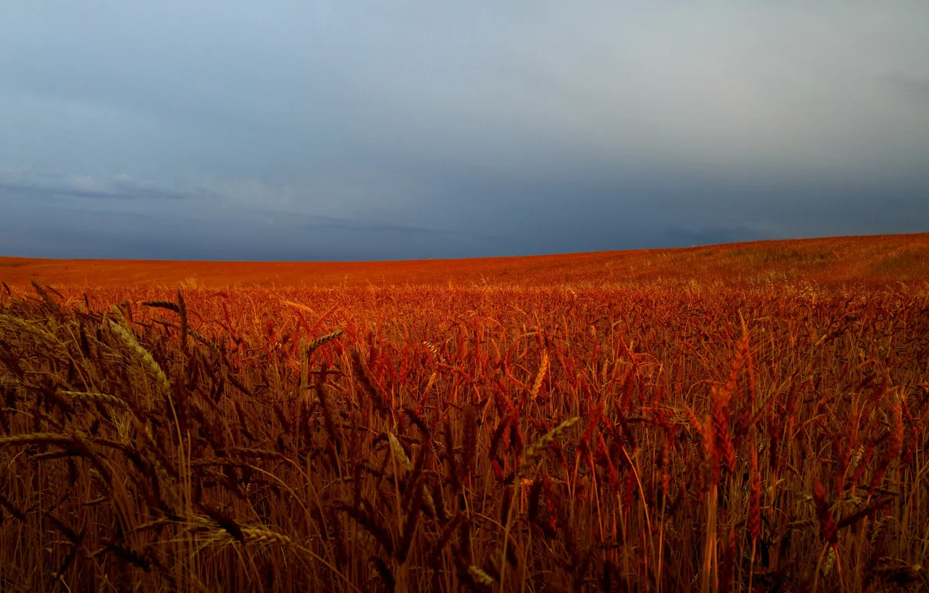 Photo wallpaper wheat, field, spikelets, wheat field