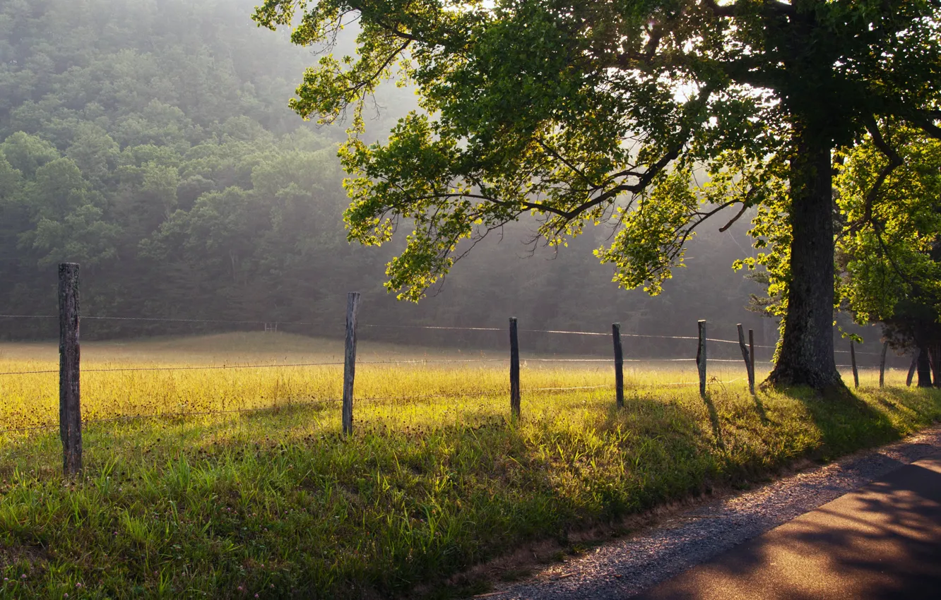 Photo wallpaper road, grass, the sun, rays, nature, fog, tree, dawn