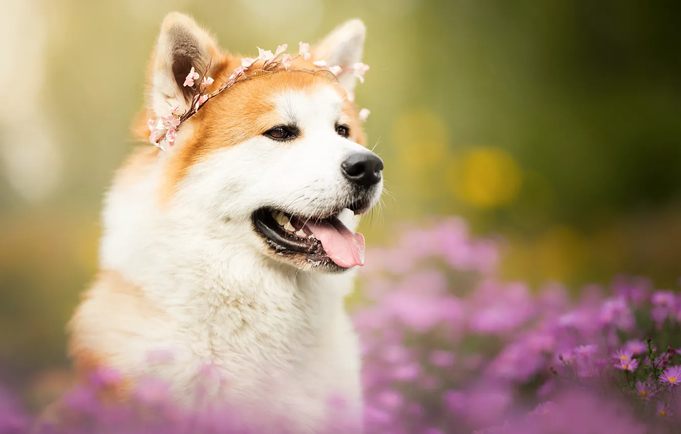 Photo wallpaper language, face, flowers, portrait, dog, wreath, bokeh, Akita inu
