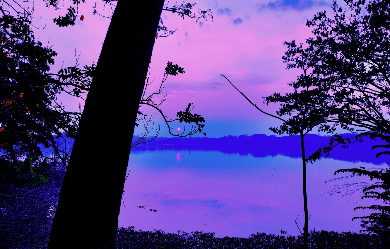 Photo wallpaper trees, water, lake, morning, sun, sunrise, dawn, woods