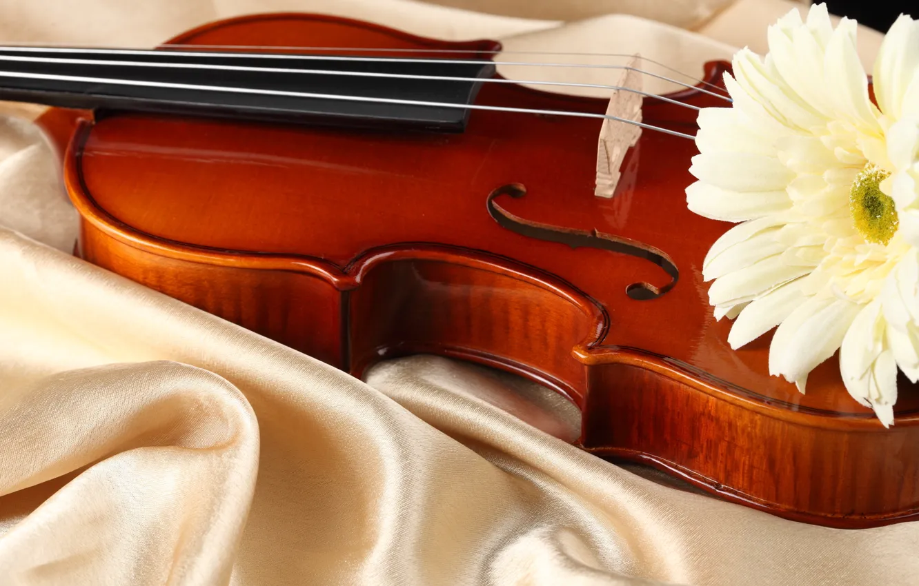 Photo wallpaper flowers, violin, fabric, Atlas, white gerbera