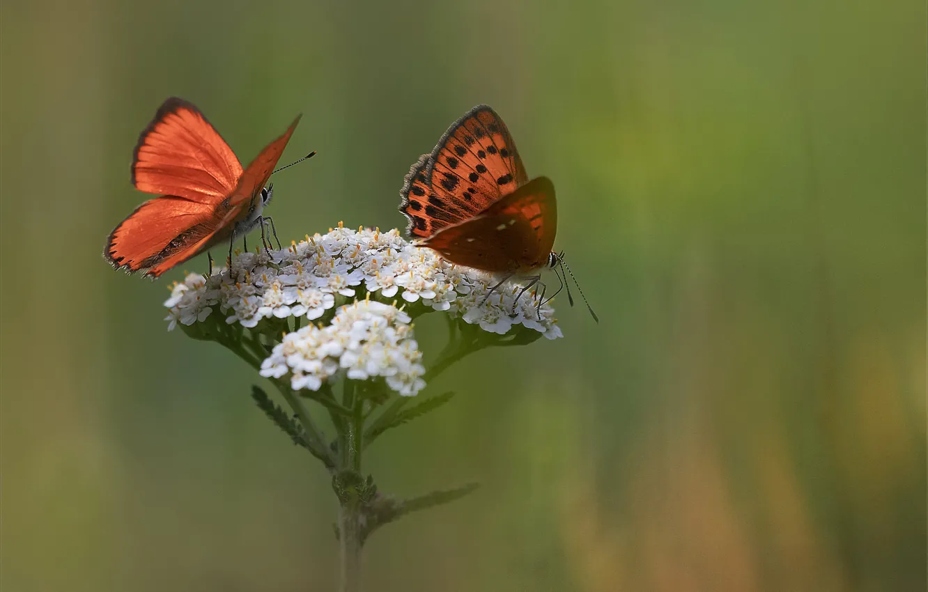 Photo wallpaper flower, butterfly, bokeh