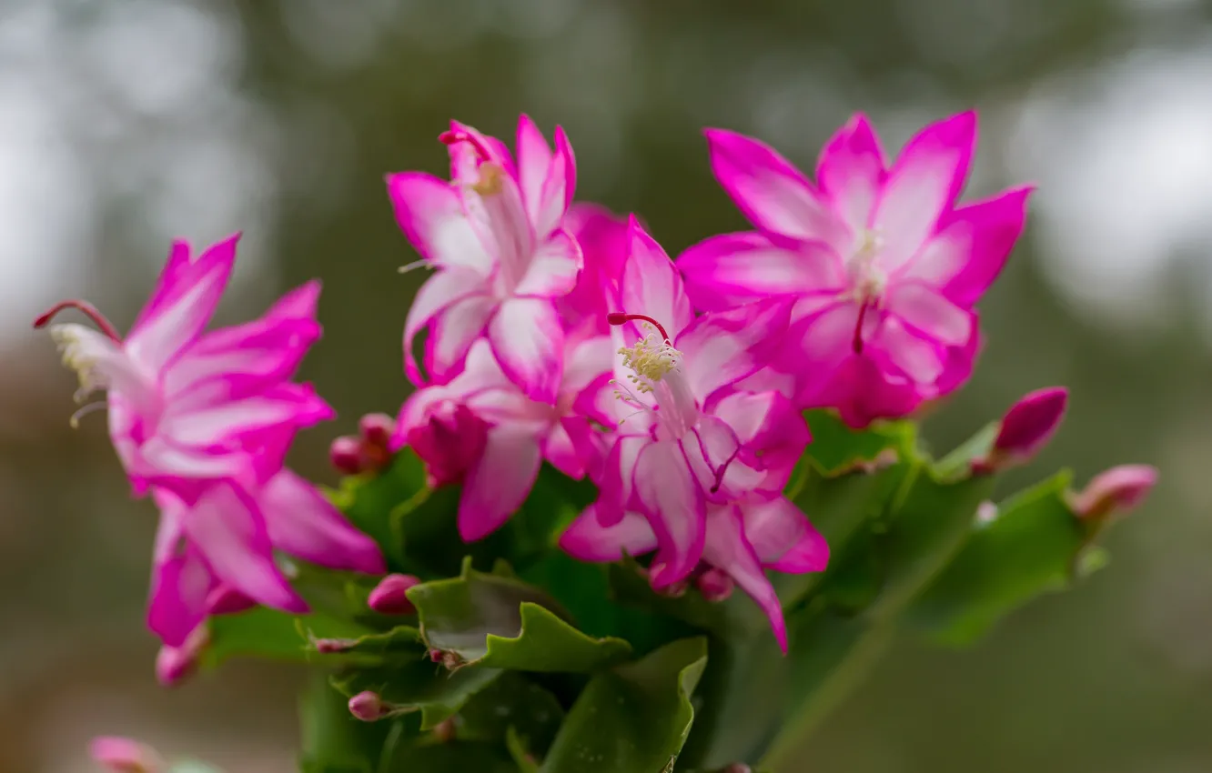 Photo wallpaper autumn, macro, flowers, bokeh, Decembrist