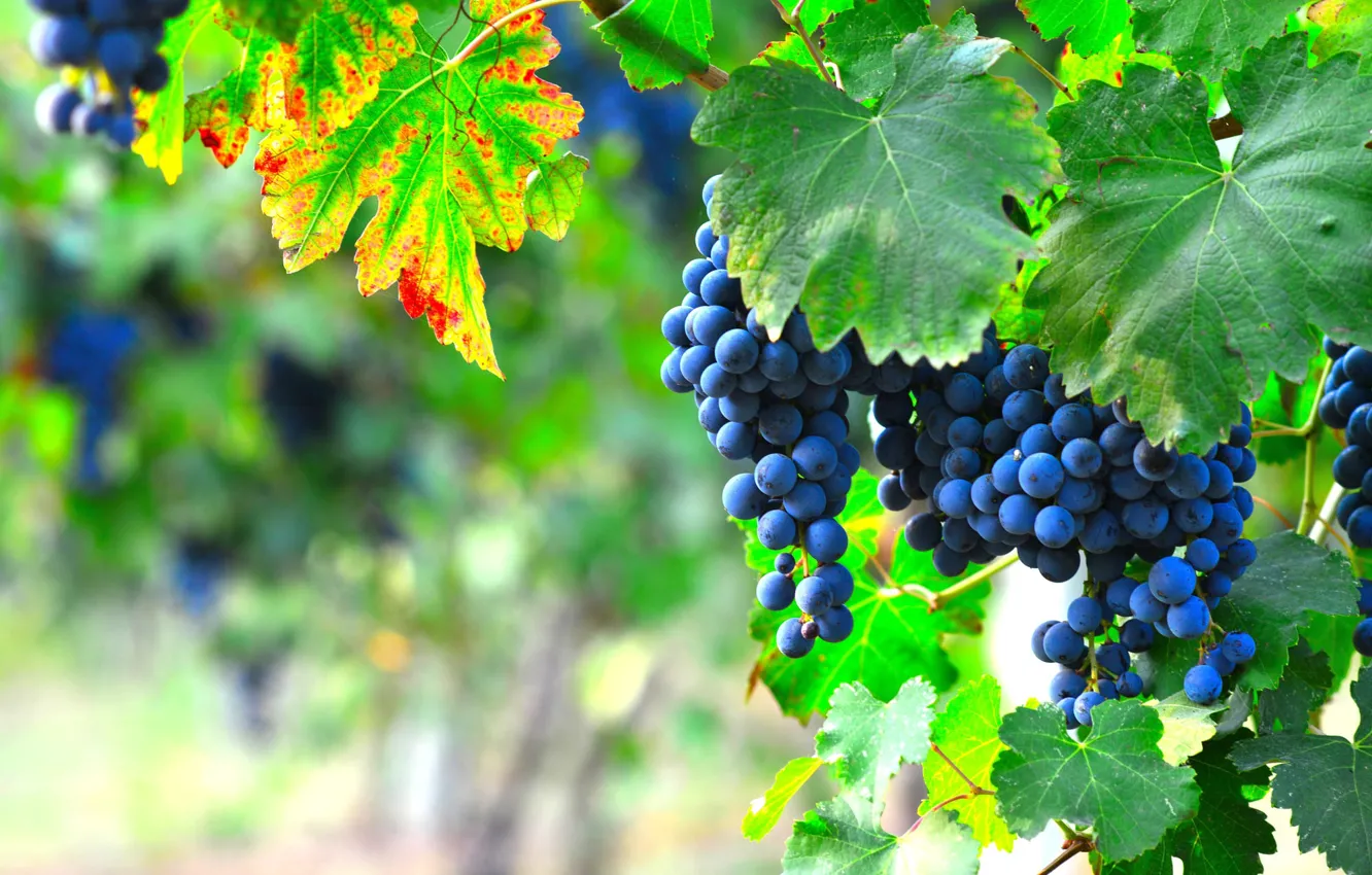 Photo wallpaper leaves, blue, nature, garden, grapes, bunch, hanging