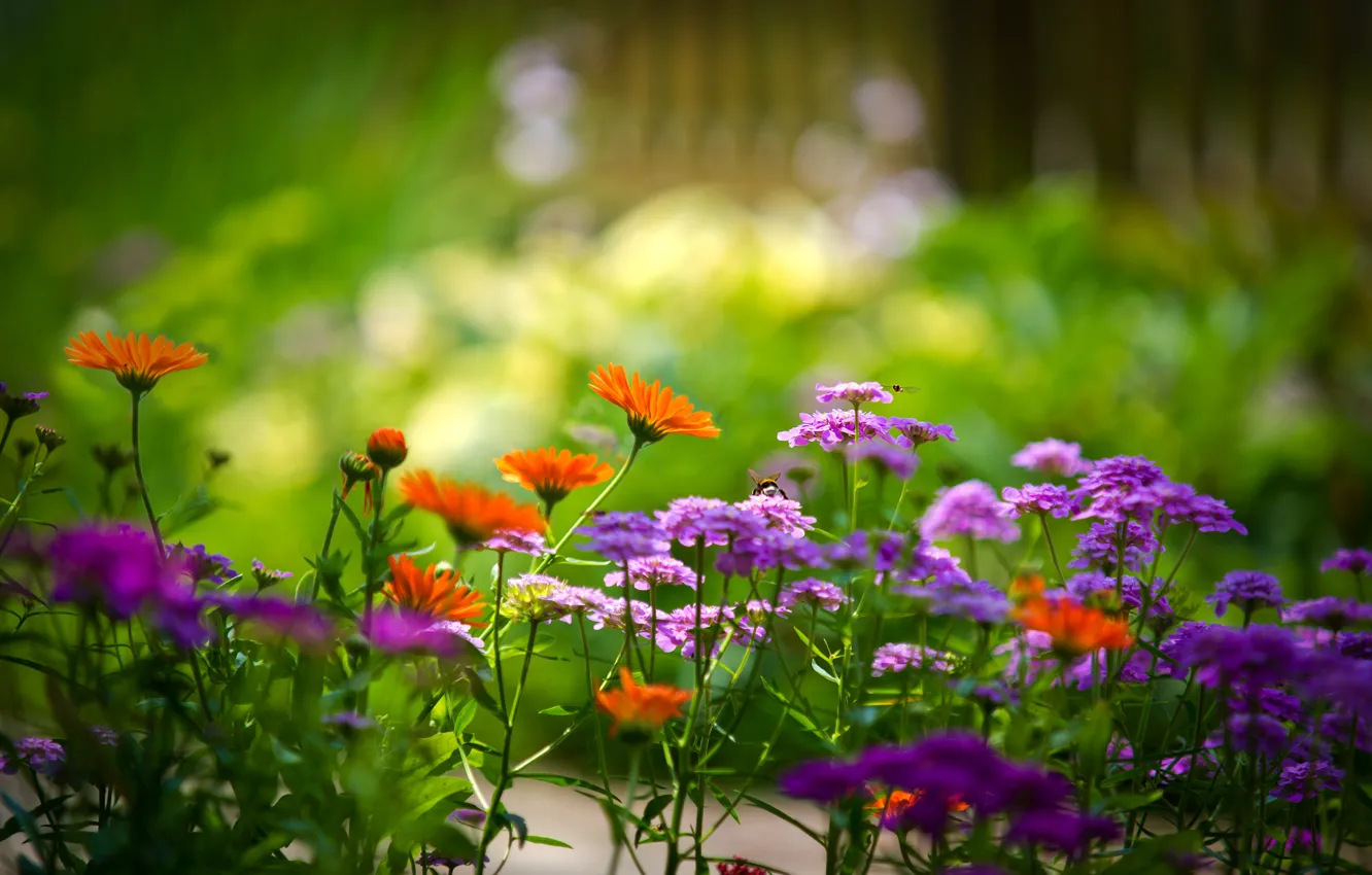 Photo wallpaper summer, plants, bright colors