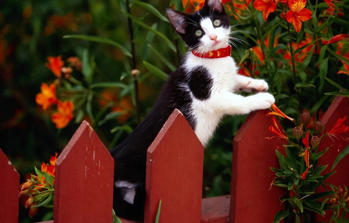 Photo wallpaper flowers, the fence, collar, kitty