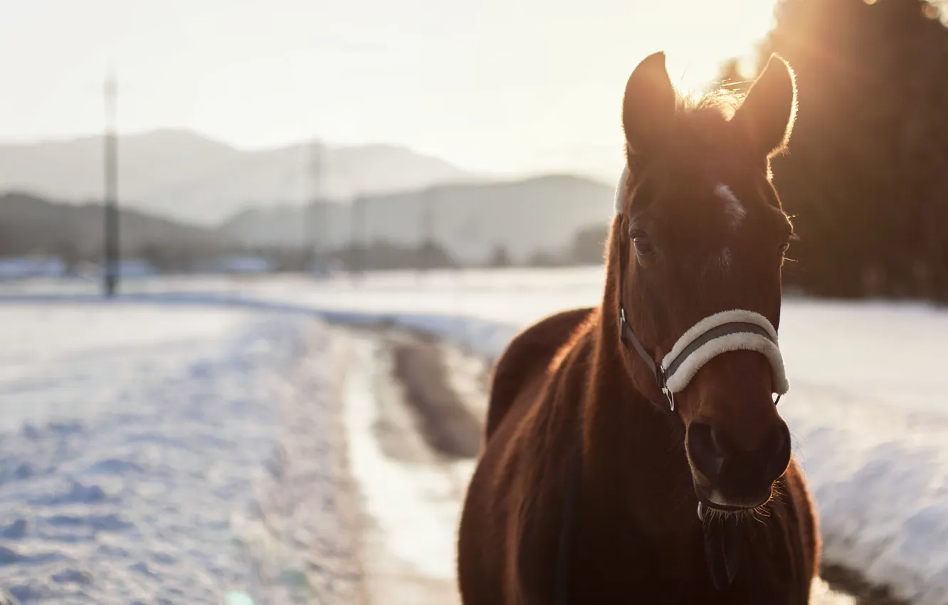 Photo wallpaper winter, eyes, snow, horse, horse