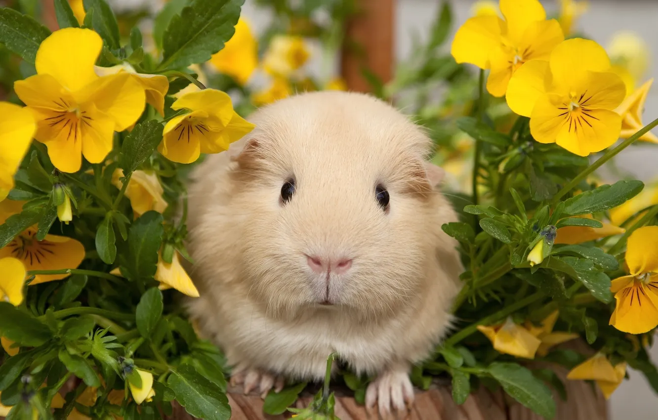 Photo wallpaper flowers, Guinea pig, Pansy