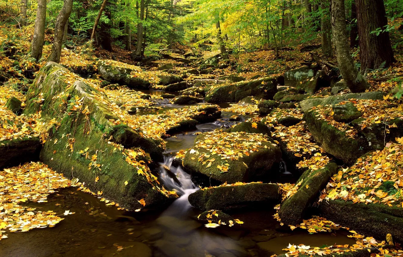 Photo wallpaper autumn, forest, leaves, nature, river, stones