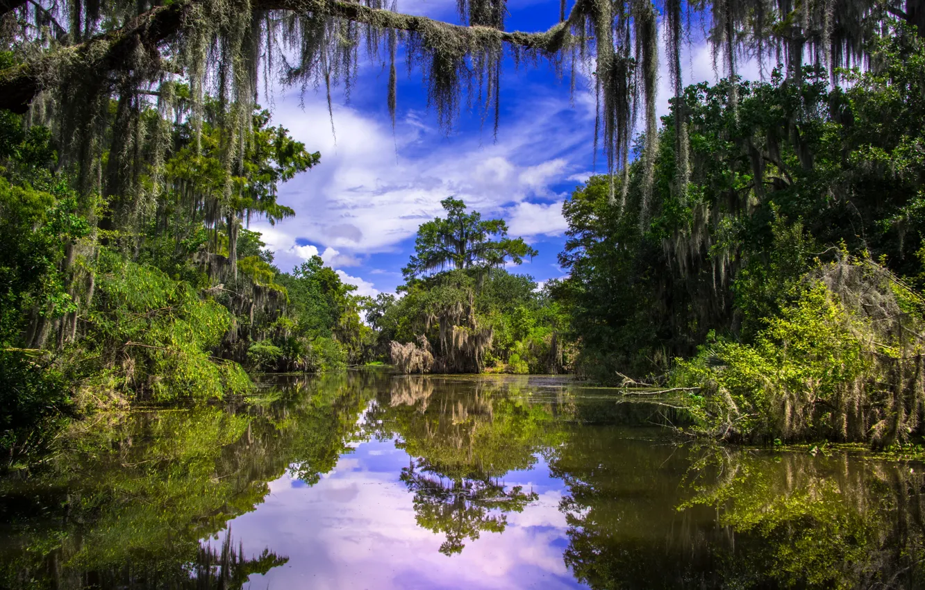 Photo wallpaper trees, reflection, river, Louisiana, Louisiana, Barataria, Barataria