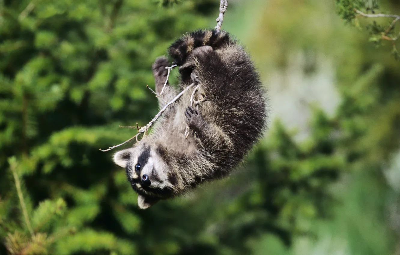 Photo wallpaper look, branches, swing, raccoon, playfulness, mischief, the hangs