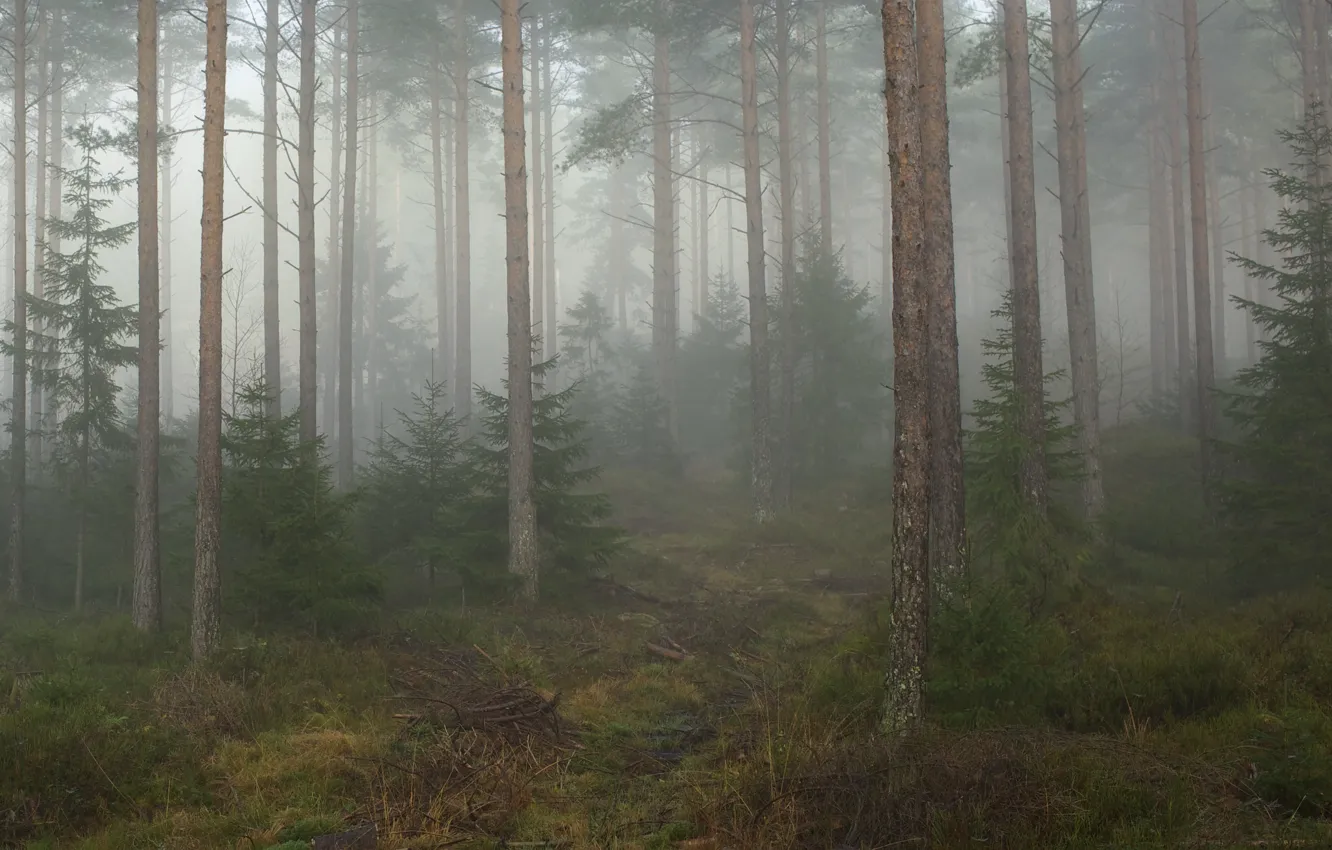 Photo wallpaper forest, trees, nature, fog, Norway, Norway, Telemark, Telemark
