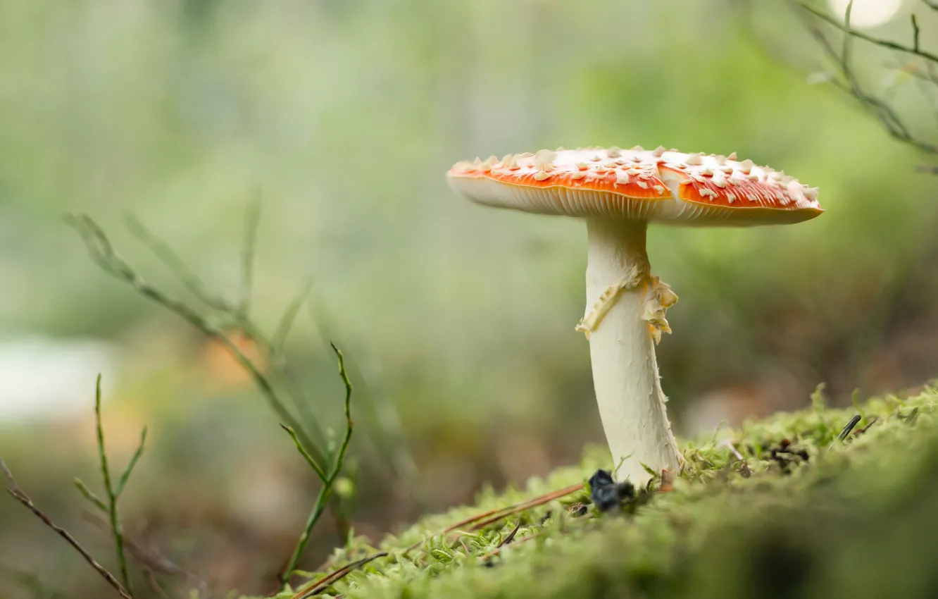 Photo wallpaper branches, nature, background, glade, mushrooms, blur, mushroom, red hat