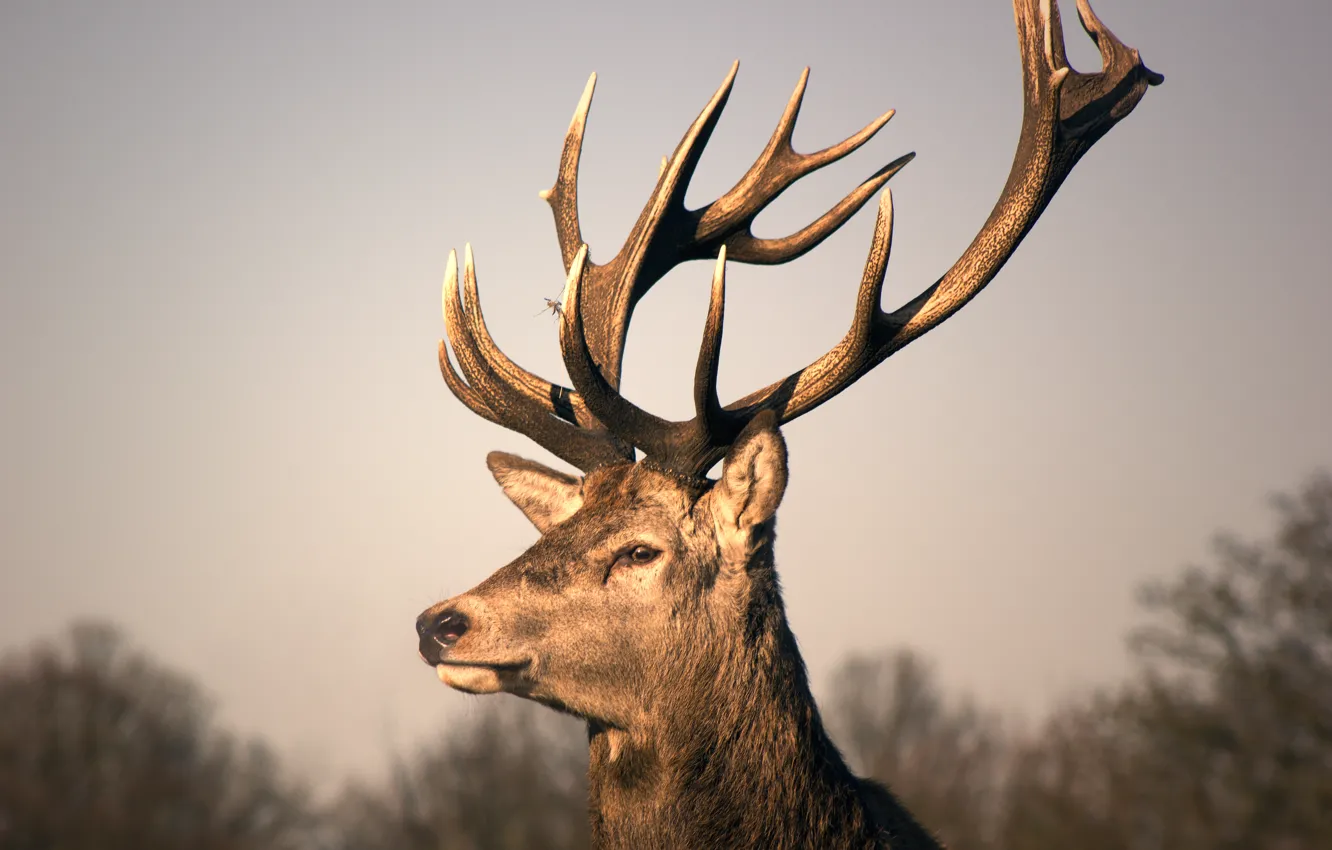 Photo wallpaper deer, horns, photo, photographer, male, Jamie Frith
