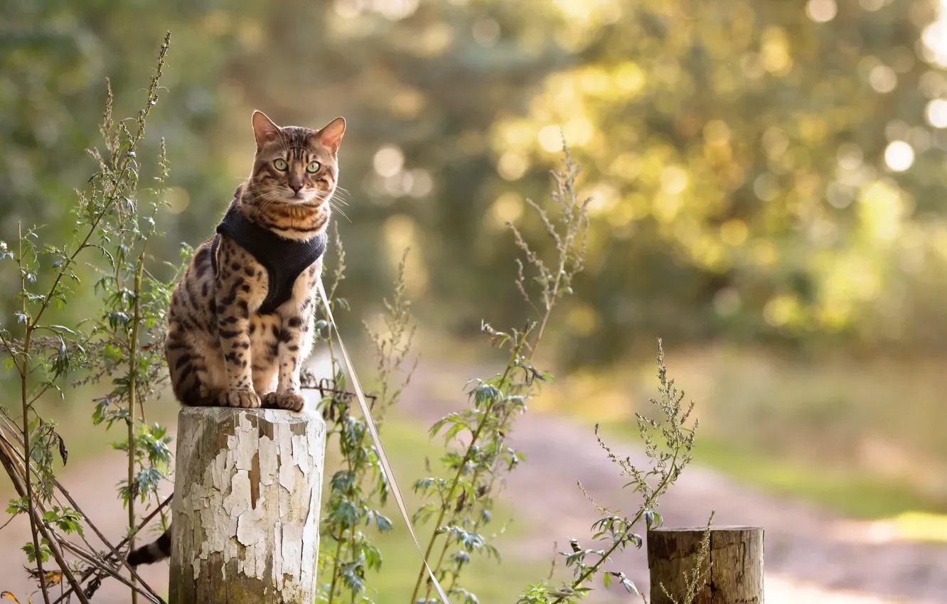 Photo wallpaper cat, look, nature