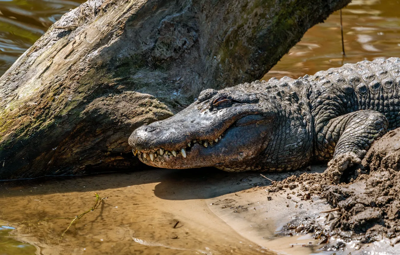 Photo wallpaper sand, look, shore, predator, teeth, crocodile, snag, pond