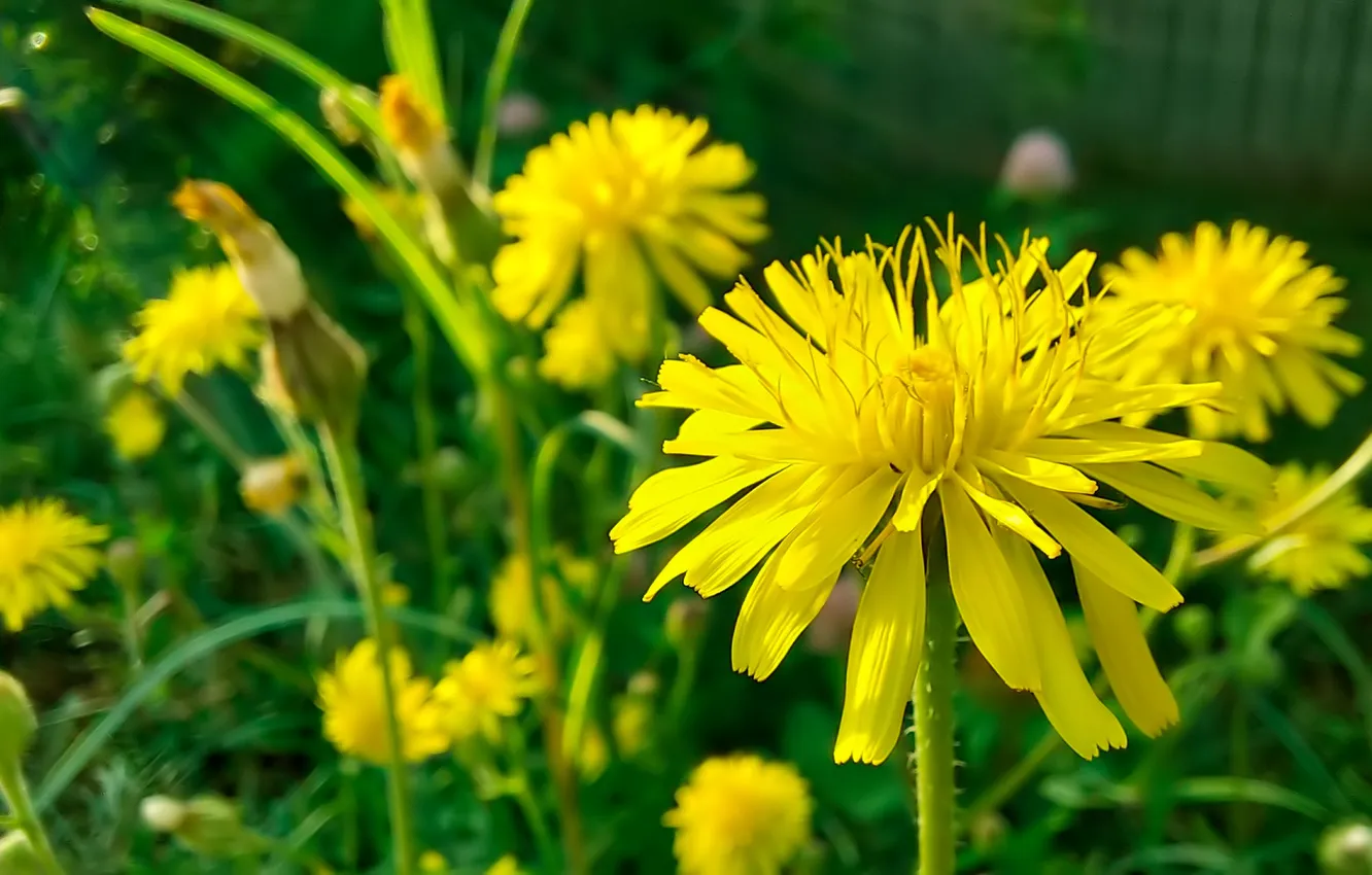 Photo wallpaper flowers, meadow, yellow flowers, summer 2024